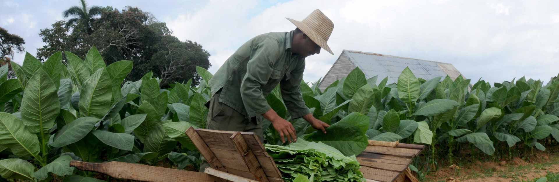 Culture du tabac, Manicaragua.